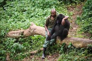 Это фото никого не оставит равнодушным! Человек пытается утешить гориллу, которая потеряла маму.