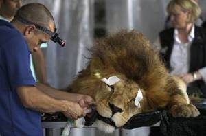 Это лев попал к ветеринарам в ужасном состоянии. Вскоре они поняли, КТО над ним издевался...