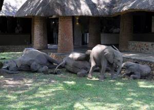 Это нужно видеть: семейство слонов ежегодно совершает шествие через гостиничный холл!