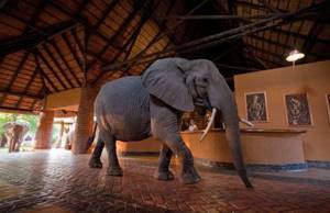 Это нужно видеть: семейство слонов ежегодно совершает шествие через гостиничный холл!