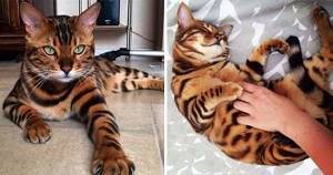 Этот котейка стоит больше, чем твой iPhone! Знакомься, бенгальский кот Тор, чья роскошная шубка покорила Интернет.