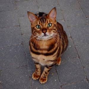 Этот котейка стоит больше, чем твой iPhone! Знакомься, бенгальский кот Тор, чья роскошная шубка покорила Интернет.
