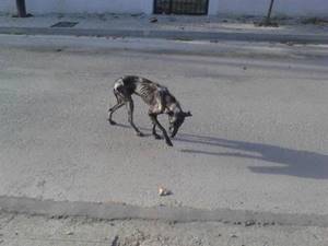 Этот пес медленно умирал на улице... Но посмотри, как он преобразился за несколько недель!