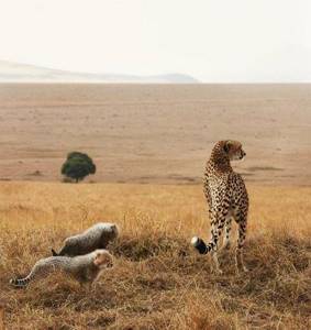 Фотограф 2 года снимал животных, которые на грани вымирания.