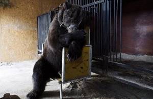 Кадры не для слабонервных! Жуткие скитания цирковых медведей, которые уже не могут участвовать в шоу.