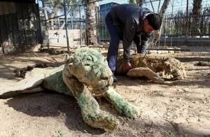 Когда охранники зоопарка вернулись, то увидели страшную картину. 250 зверей превратились в мумии!