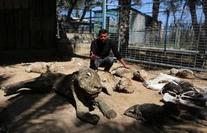 Когда охранники зоопарка вернулись, то увидели страшную картину. 250 зверей превратились в мумии!