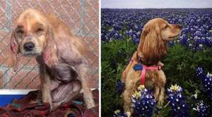 От доходяги до счастливого пса! 15 фото собак до и после чудесного спасения.