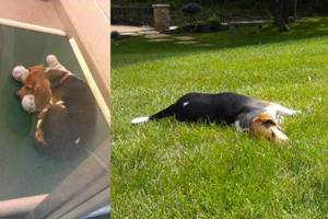 От доходяги до счастливого пса! 15 фото собак до и после чудесного спасения.