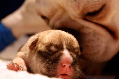 Пополнение в четвероногой семье! 19 чрезвычайно милых снимков собак, у которых появились щенки.