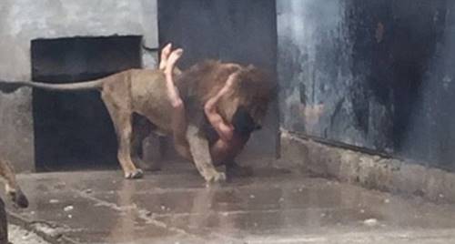 Пытаясь покончить жизнь самоубийством, этот парень прыгнул в вольер со львами...