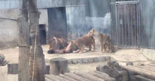 Пытаясь покончить жизнь самоубийством, этот парень прыгнул в вольер со львами...