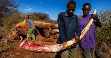Шокирующая правда о том, зачем убивают слонов... Человеческая жестокость не знает границ!