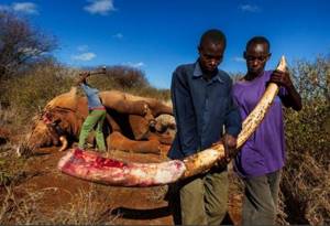 Шокирующая правда о том, зачем убивают слонов... Человеческая жестокость не знает границ!