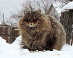 Сибирская Кошляндия покоряет Интернет. Вот где живут самые суровые коты на свете.