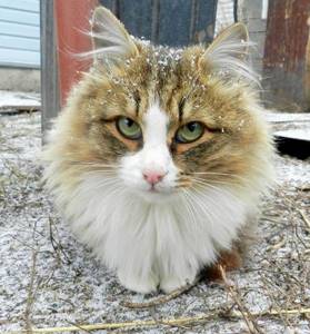 Сибирская Кошляндия покоряет Интернет. Вот где живут самые суровые коты на свете.