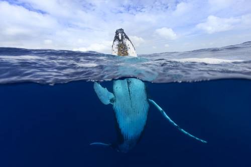 Такому снимку позавидовали бы все фотографы National Geographic. Посмотри, ЧТО сейчас сделает этот кит.