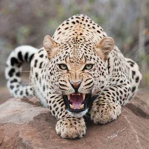 Тест на зоркость: найди на этом фото леопарда.