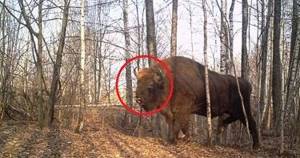 То, что ученые обнаружили в чернобыльском лесу, шокировало весь мир!
