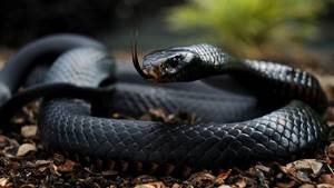 ТОП-10 самых опасных змей в мире, от которых стоит бежать не оглядываясь!