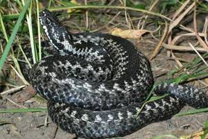 ТОП-10 самых опасных змей в мире, от которых стоит бежать не оглядываясь!