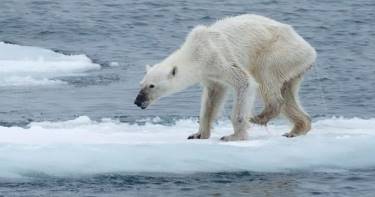 Ужас глобального потепления в одной фотографии. Незавидная судьба полярных медведей...
