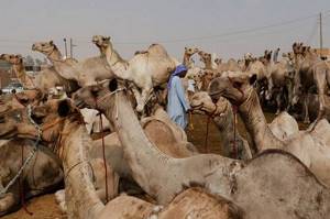 Ужасы самого большого рынка верблюдов в Африке... На это просто невыносимо смотреть!