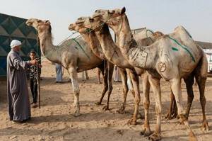 Ужасы самого большого рынка верблюдов в Африке... На это просто невыносимо смотреть!