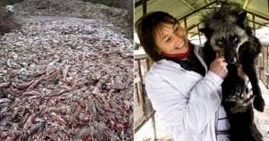 Вот какой ужас происходит на российских меховых фермах. Обратная сторона норковой шубы!