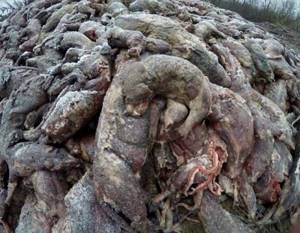 Вот какой ужас происходит на российских меховых фермах. Обратная сторона норковой шубы!