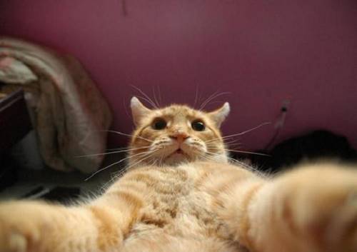 Воу-воу, полегче, парни! 23 снимка, которые доказывают, что крутости котов нет предела.