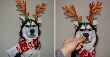 Забавная фотосессия сурового хаски, который ненавидит Рождество. Эти снимки сделали мой день!