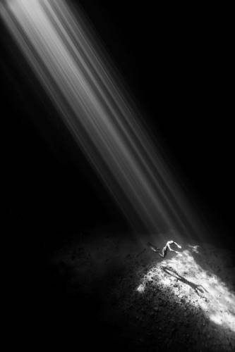 Полный релакс! 19 чарующих работ престижного конкурса подводной фотографии Underwater Photographer of the Year.