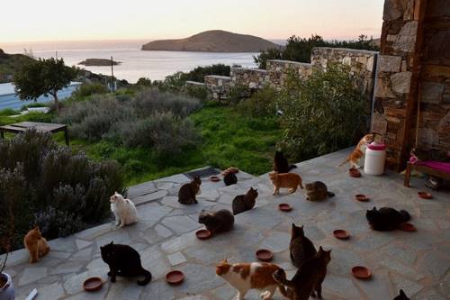 Не работа, а сказка! В Греции открыта вакансия: присматриваешь за 55 котами — получаешь деньги (много денег).