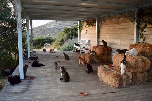 Не работа, а сказка! В Греции открыта вакансия: присматриваешь за 55 котами — получаешь деньги (много денег).