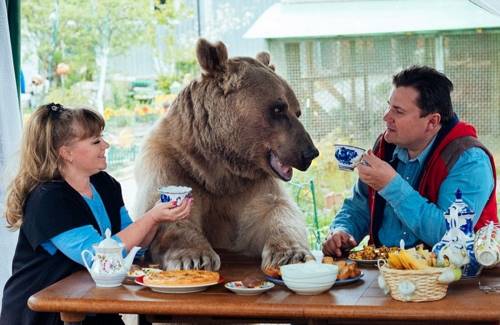 Знакомься, это Степан. Ему 25, он играет в кино, любит папу и маму, а еще он медведь...