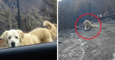 Калифорнийский Хатико: пес месяц ждал хозяев возле сгоревшего от лесного пожара дома