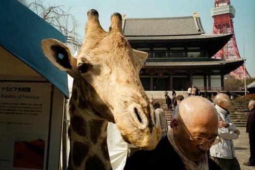 Японский фотограф бросил вызов серым будням, доказав, что и в них много ярких моментов!