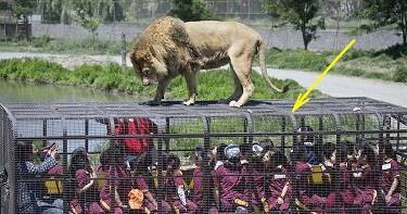 Зоопарк наоборот не для слабонервных! Люди — в клетках, животные — на свободе.