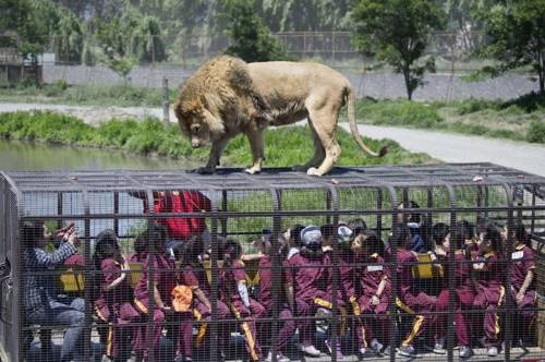 Зоопарк наоборот не для слабонервных! Люди — в клетках, животные — на свободе.